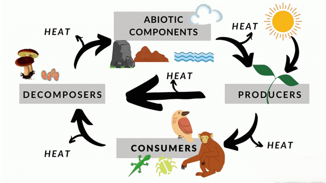 Ecosystem Functions and Interactions