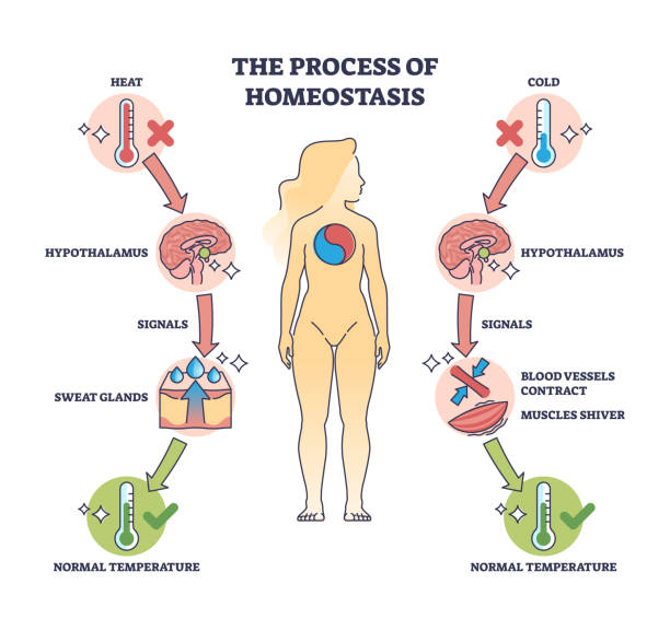 Process of homeostasis