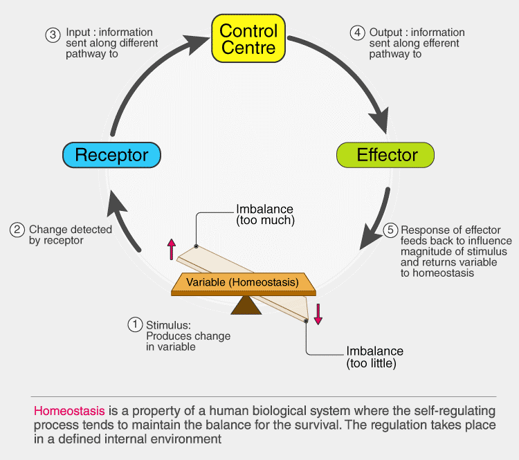 Homeostasis