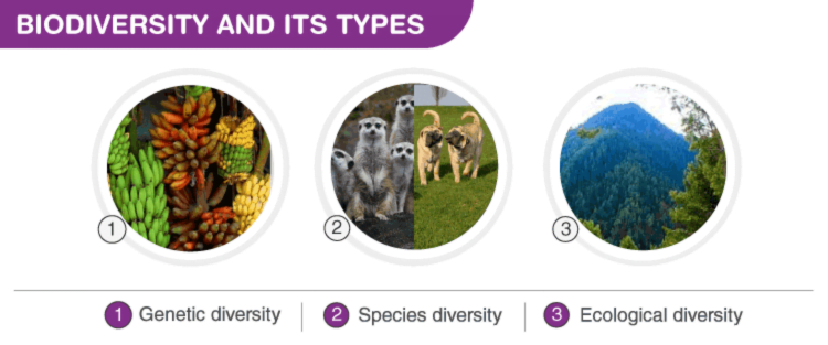Types of Biodiversity