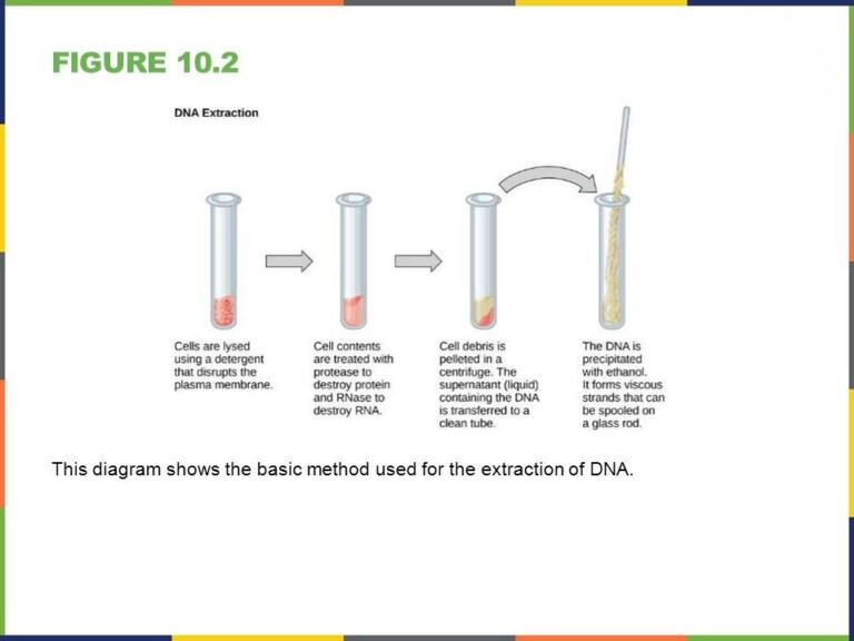 the basic method used for the extraction of DNA